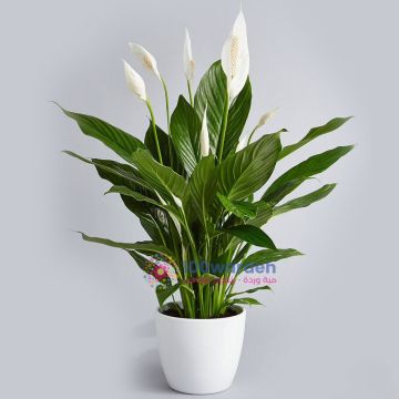Peace Lilie's (Spathiphyllum) amman jordan