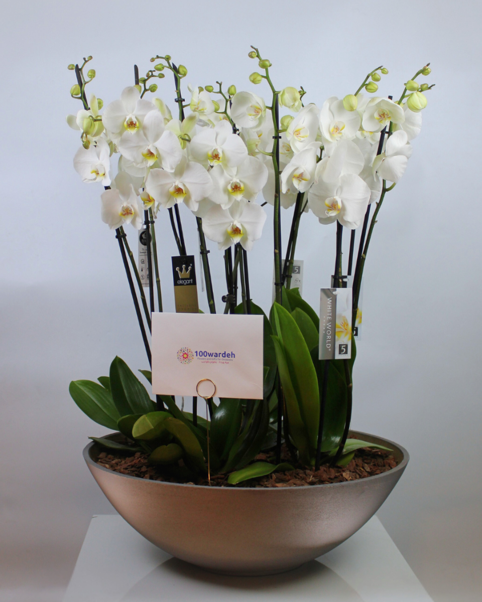 Luxurious Orchids