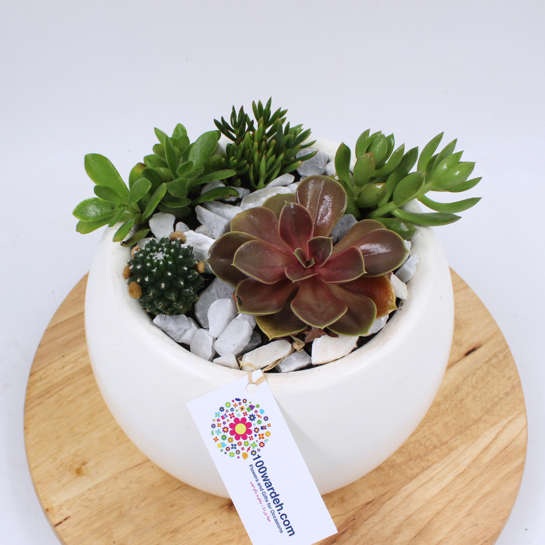 Succulent Garden in Ceramic Pot